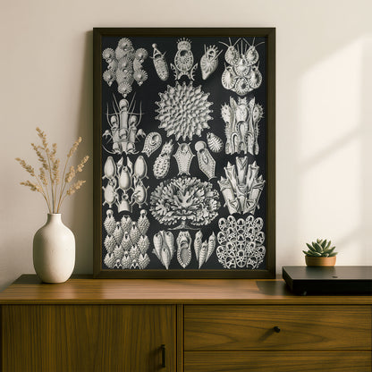 Ernst Haeckel Art Print | Plate 33: Flustra | Quality Vintage Wall Art Poster
