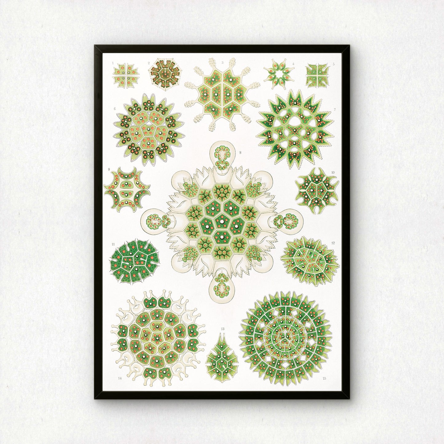 Ernst Haeckel Art Print | Plate 34: Pediastrum | Vintage Wall Art Poster