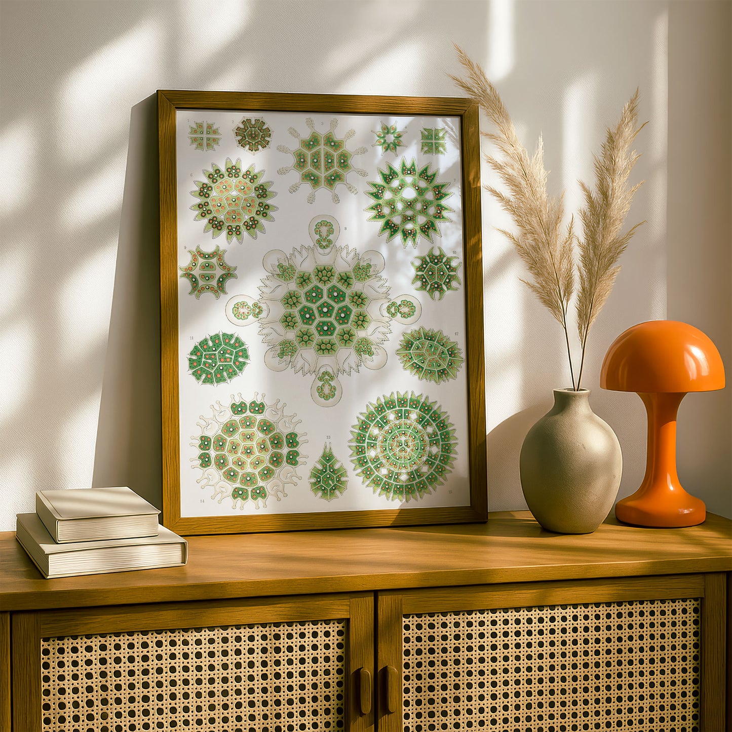 Ernst Haeckel Art Print | Plate 34: Pediastrum | Vintage Wall Art Poster