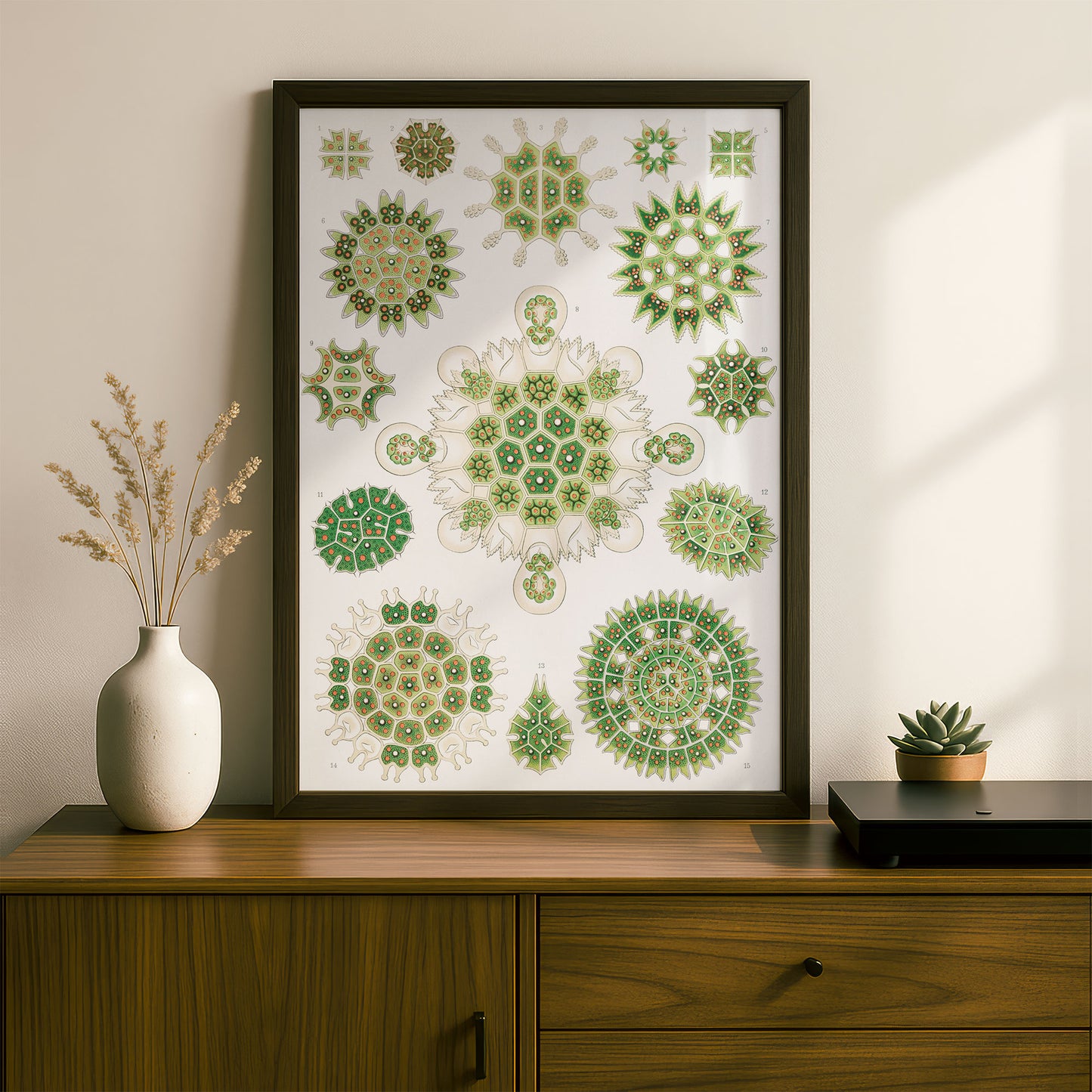 Ernst Haeckel Art Print | Plate 34: Pediastrum | Vintage Wall Art Poster
