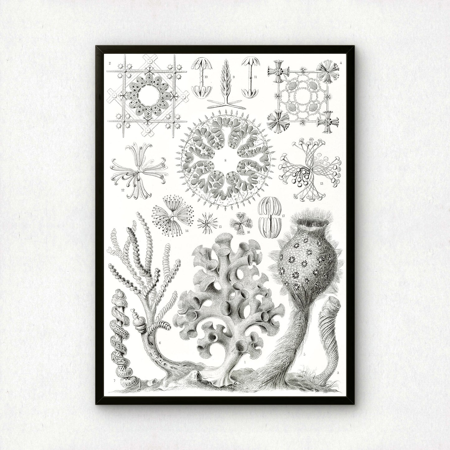 Ernst Haeckel Art Print | Plate 35: Farrea | Quality Vintage Wall Art Poster