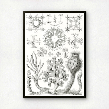 Ernst Haeckel Art Print | Plate 35: Farrea | Quality Vintage Wall Art Poster