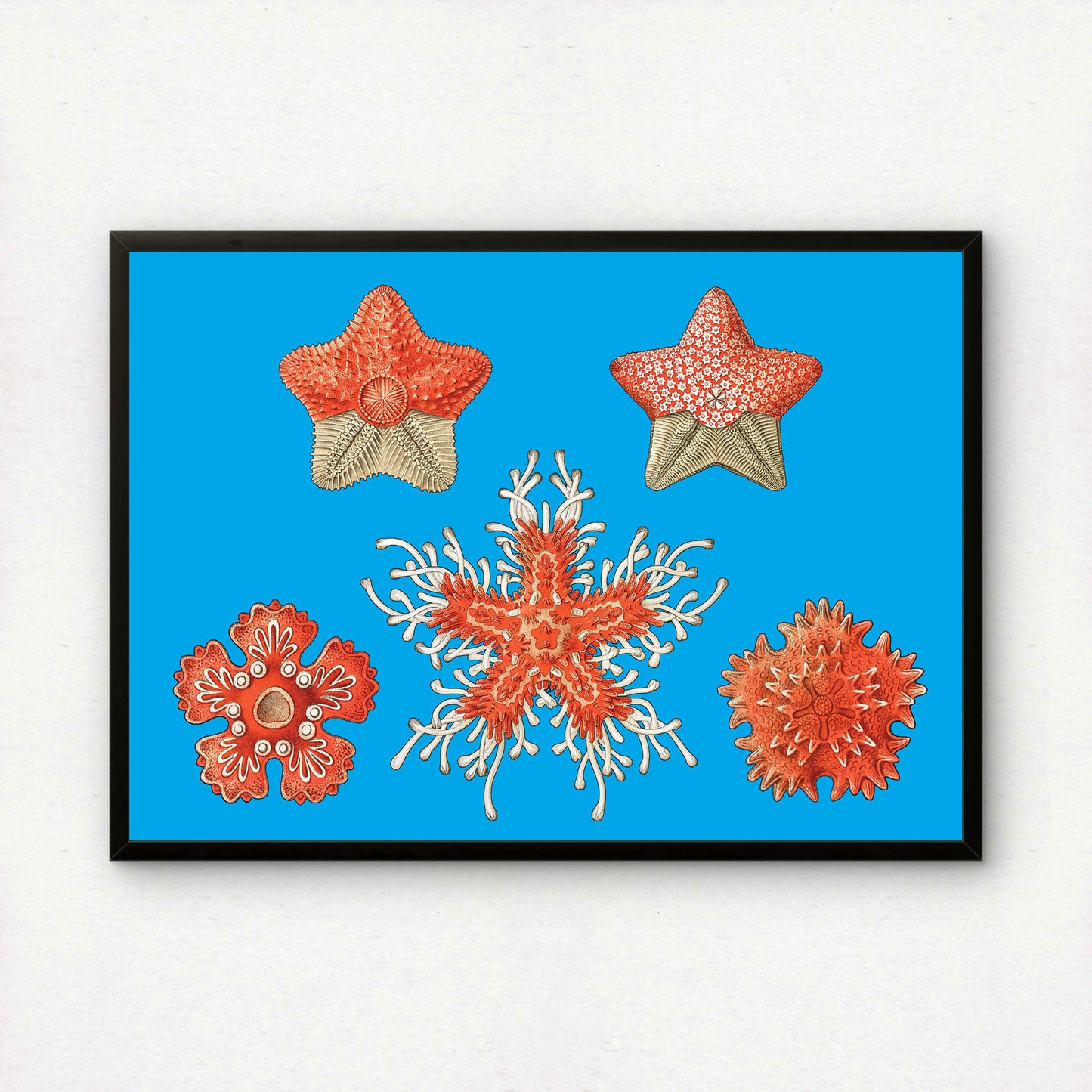 Ernst Haeckel Remixed Art Print 35: "Stars" | Natural History Print | Wall Art