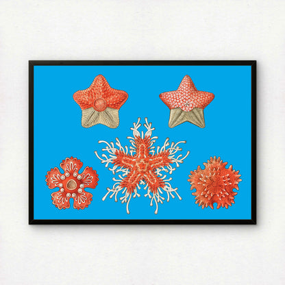 Ernst Haeckel Remixed Art Print 35: "Stars" | Natural History Print | Wall Art