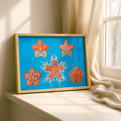 Ernst Haeckel Remixed Art Print 35: "Stars" | Natural History Print | Wall Art