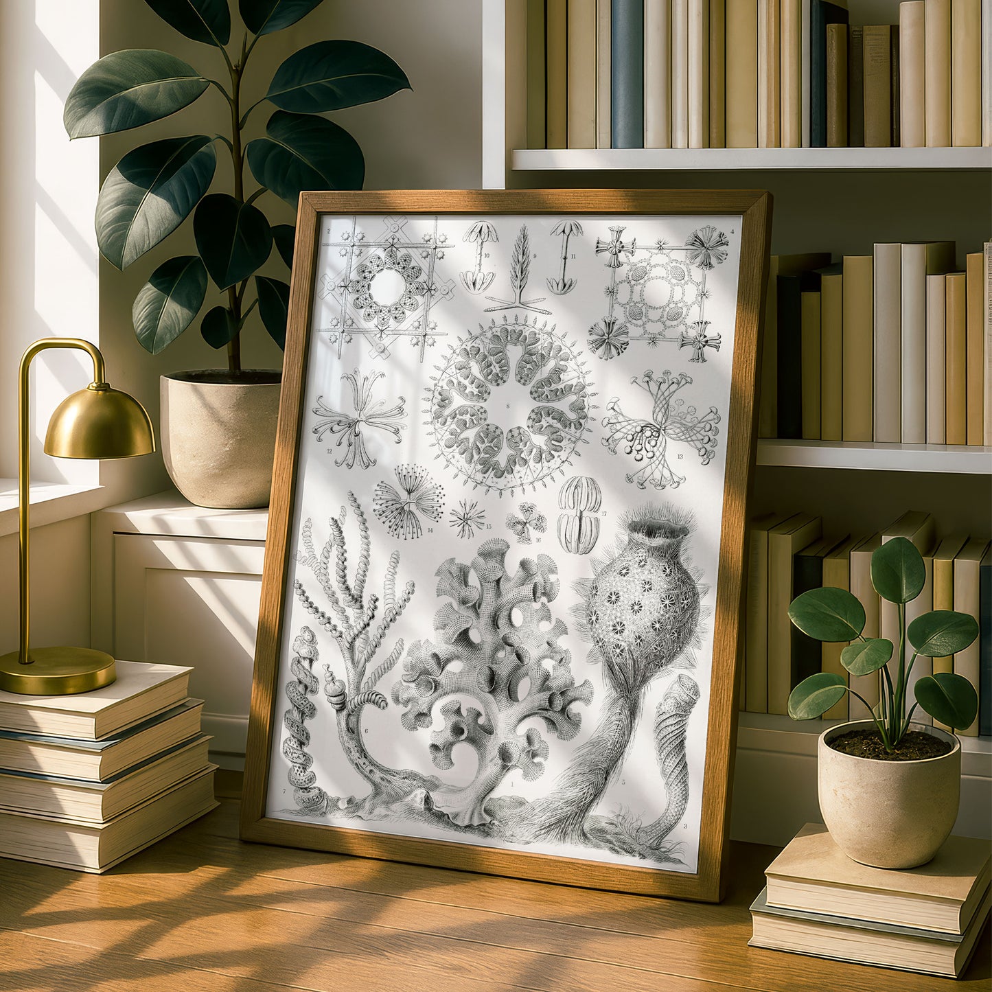 Ernst Haeckel Art Print | Plate 35: Farrea | Quality Vintage Wall Art Poster