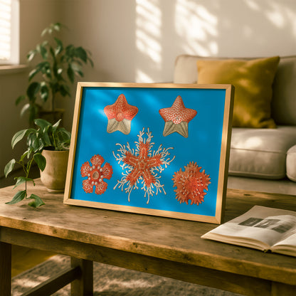 Ernst Haeckel Remixed Art Print 35: "Stars" | Natural History Print | Wall Art