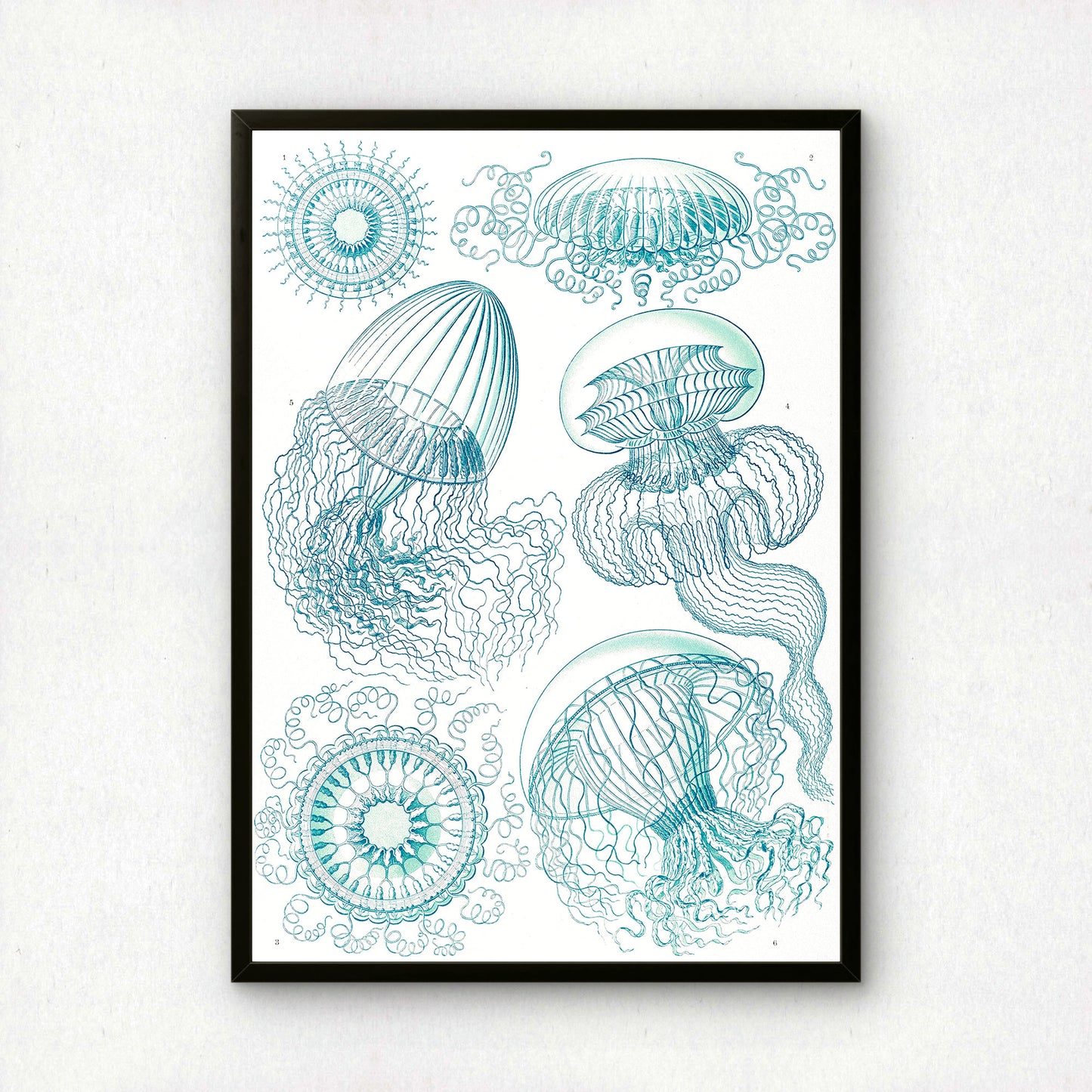 Ernst Haeckel Art Print | Plate 36: Aequorea | Vintage Wall Art Poster