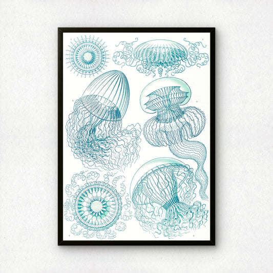 Ernst Haeckel Art Print | Plate 36: Aequorea | Vintage Wall Art Poster