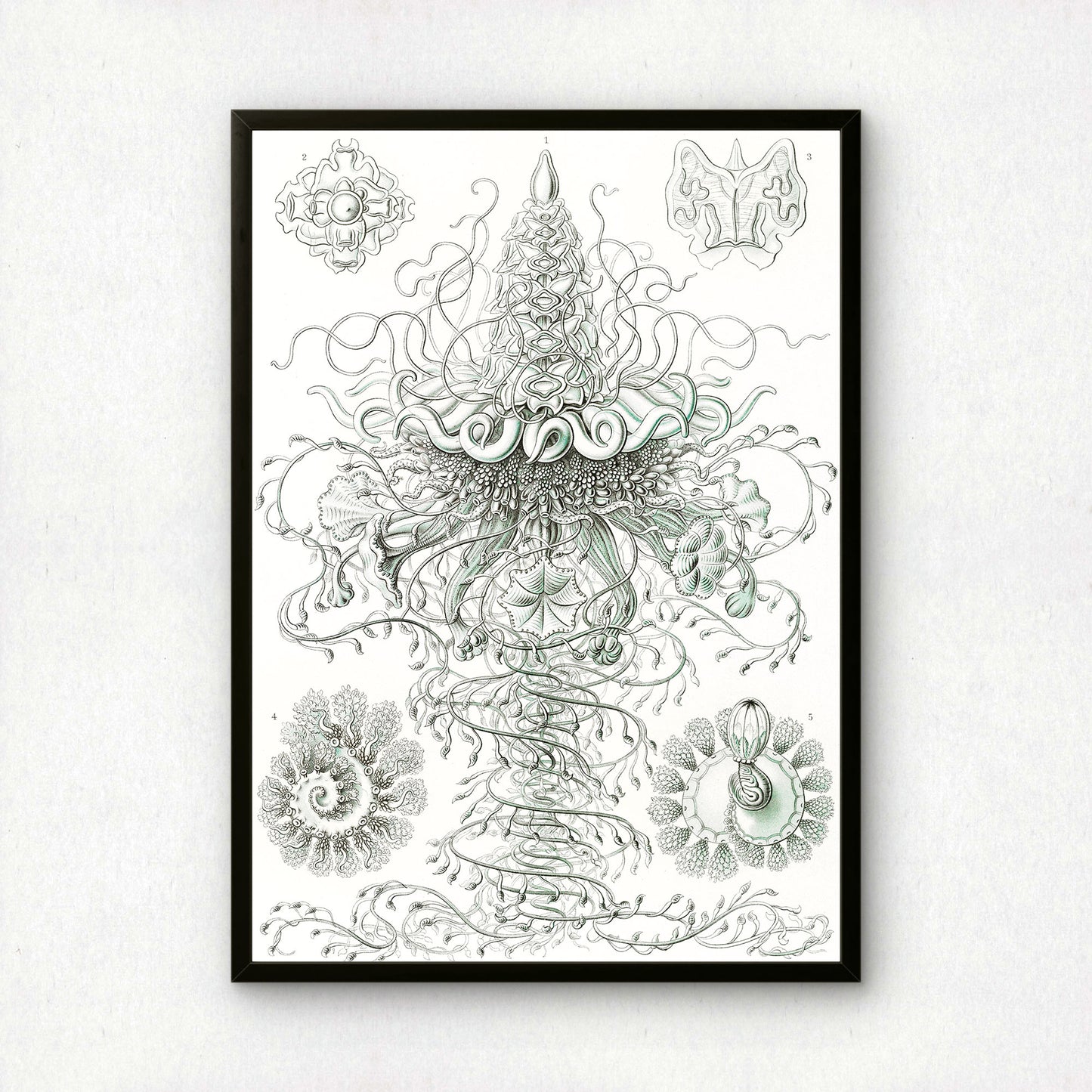 Ernst Haeckel Art Print | Plate 37: Discolabe | Vintage Wall Art Poster