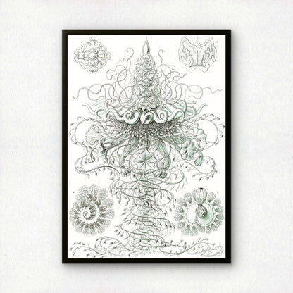 Ernst Haeckel Art Print | Plate 37: Discolabe | Vintage Wall Art Poster