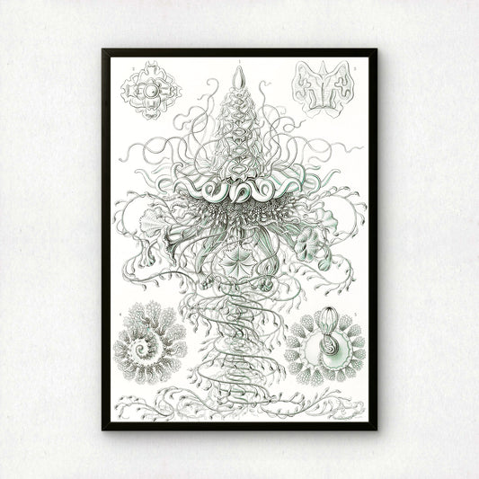 Ernst Haeckel Art Print | Plate 37: Discolabe | Vintage Wall Art Poster