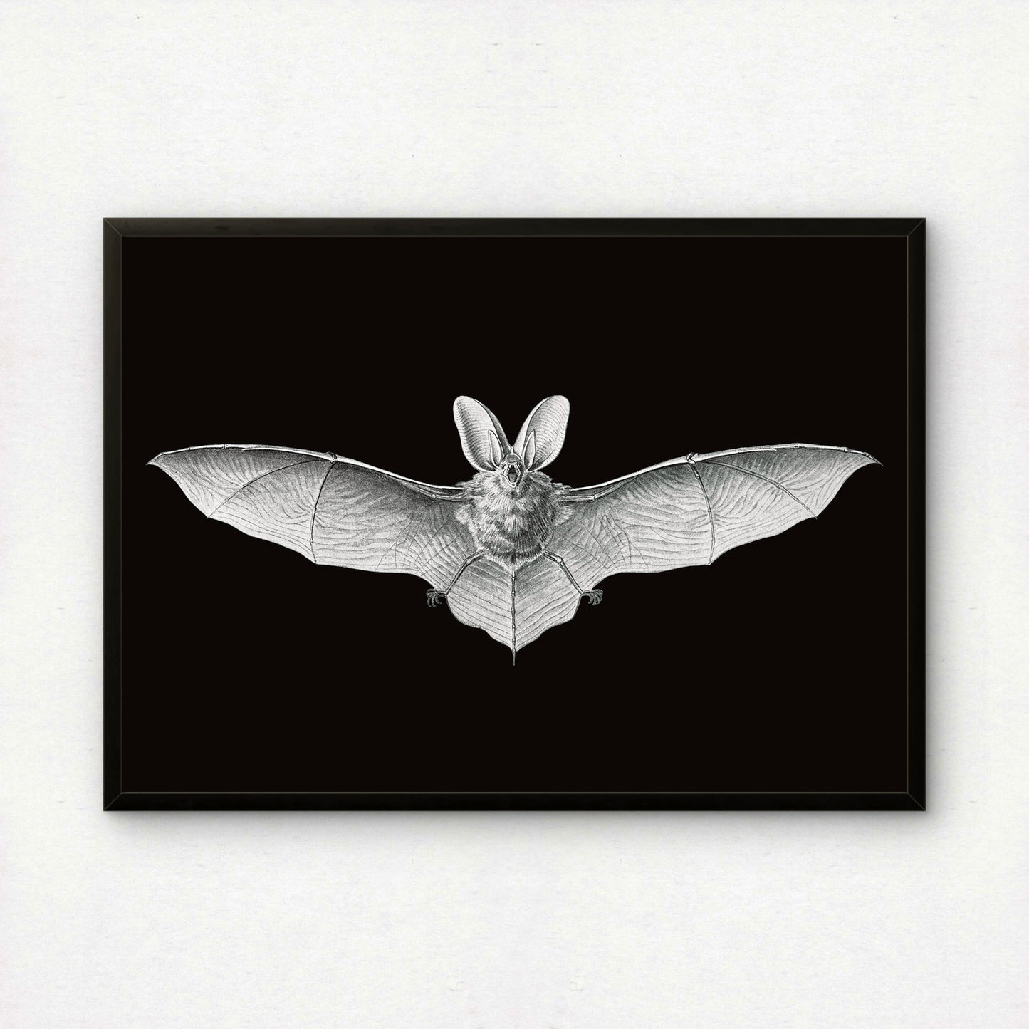 Ernst Haeckel Remixed Art Print 37: Bat II | Modern Design | Geometric Wall Art