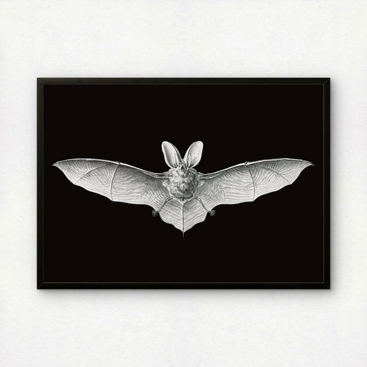 Ernst Haeckel Remixed Art Print 37: Bat II | Modern Design | Geometric Wall Art