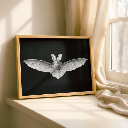 Ernst Haeckel Remixed Art Print 37: Bat II | Modern Design | Geometric Wall Art