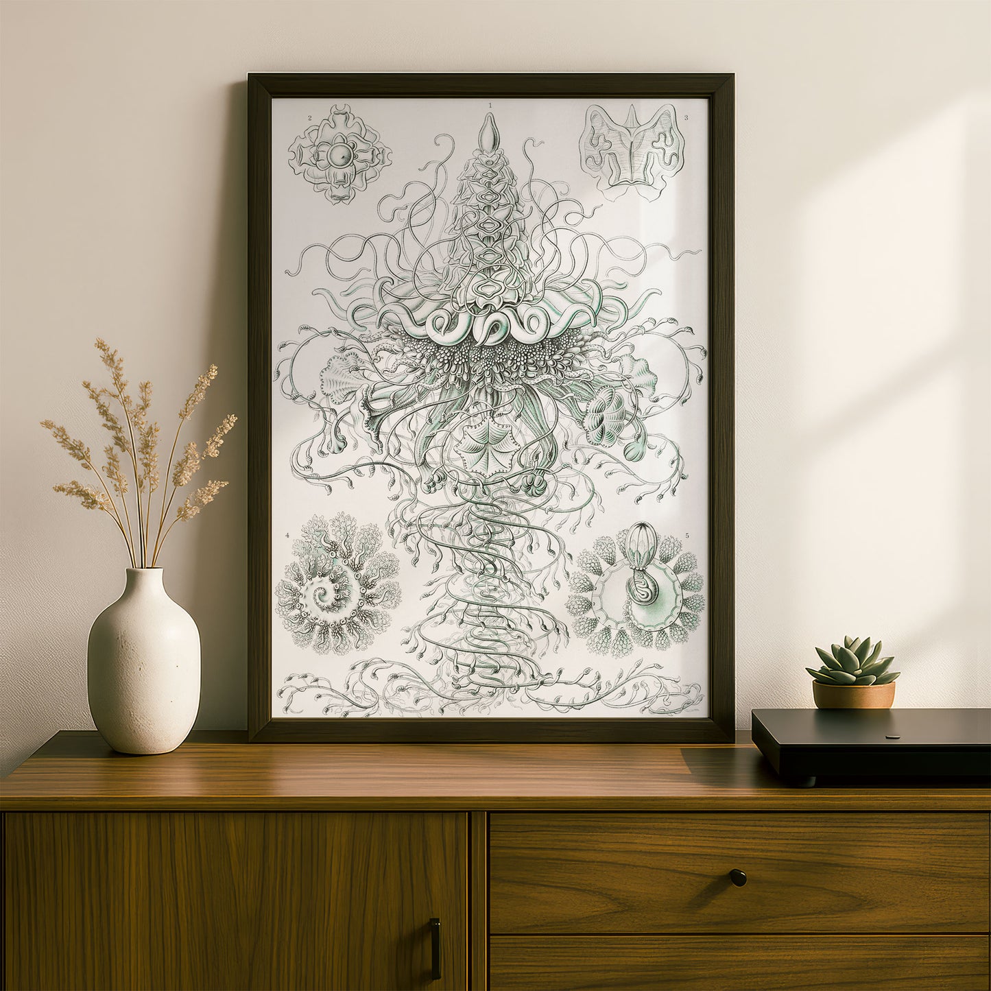 Ernst Haeckel Art Print | Plate 37: Discolabe | Vintage Wall Art Poster