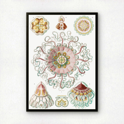 Ernst Haeckel Art Print | Plate 38: Periphylla | Vintage Wall Art Poster
