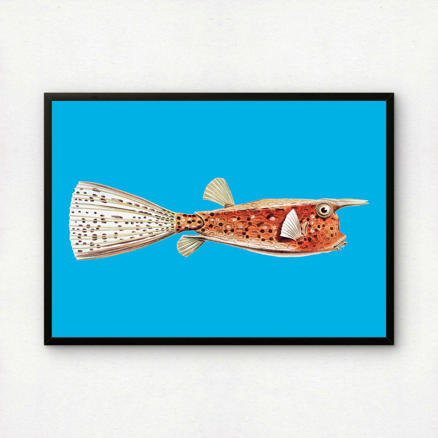 Ernst Haeckel Remixed Art Print 38: Fish | Vintage Art Reimagined | Wall Art