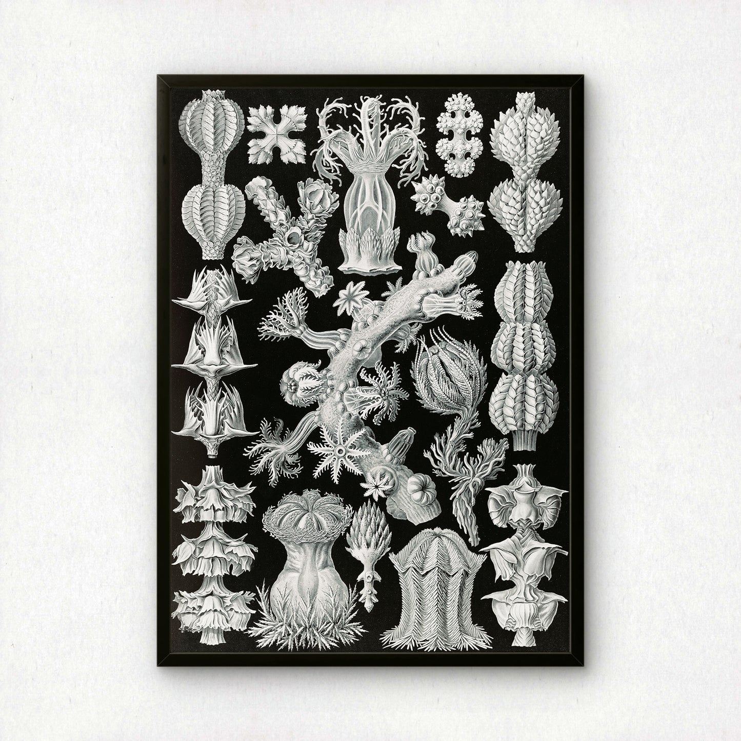 Ernst Haeckel Art Print | Plate 39: Gorgonia | Quality Vintage Wall Art Poster