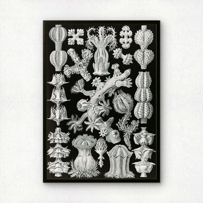 Ernst Haeckel Art Print | Plate 39: Gorgonia | Quality Vintage Wall Art Poster