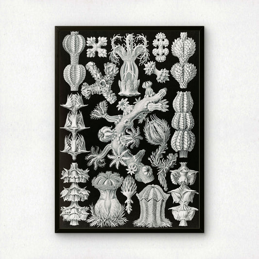 Ernst Haeckel Art Print | Plate 39: Gorgonia | Quality Vintage Wall Art Poster
