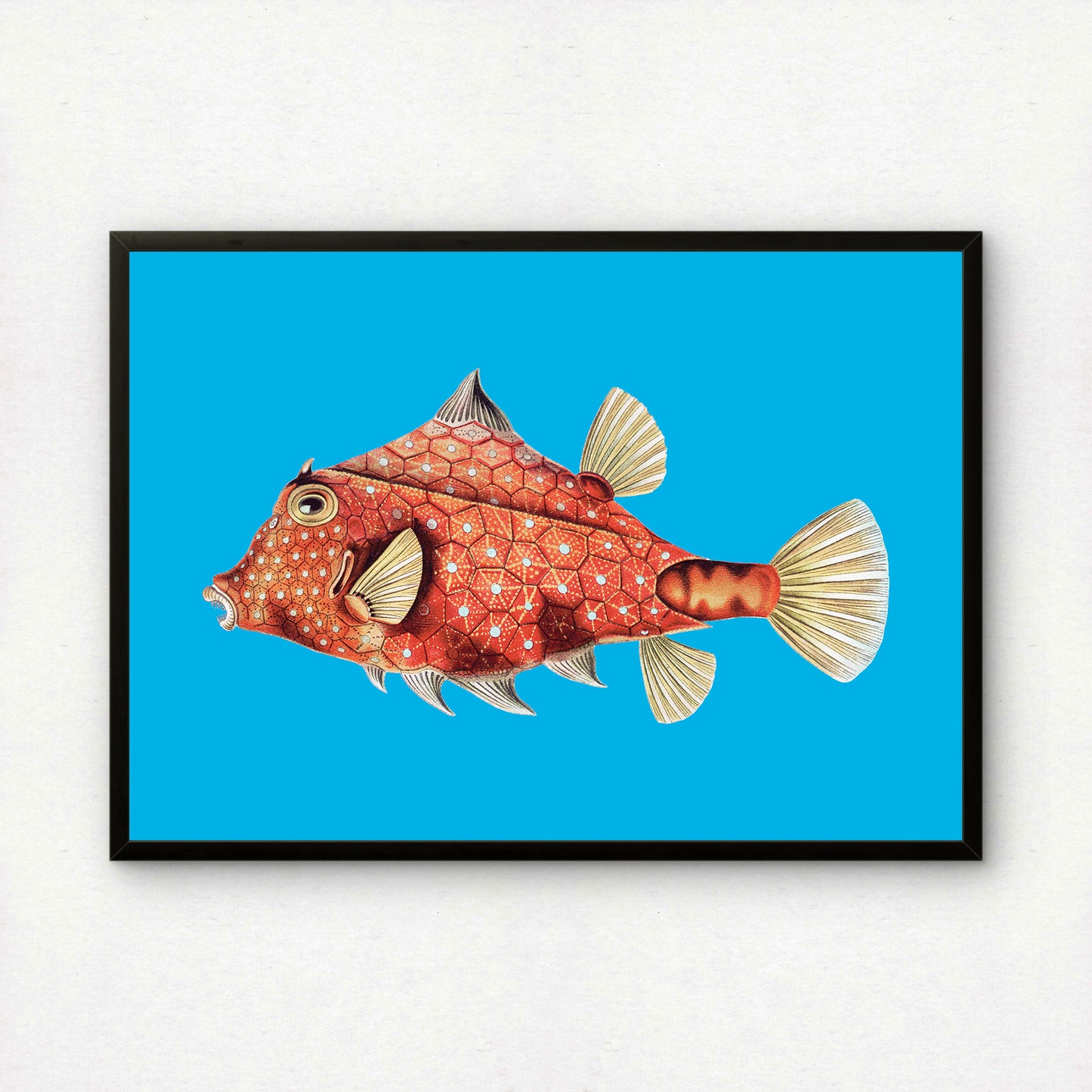Ernst Haeckel Remixed Art Print 39: Fish II | Vintage Illustration | Wall Art