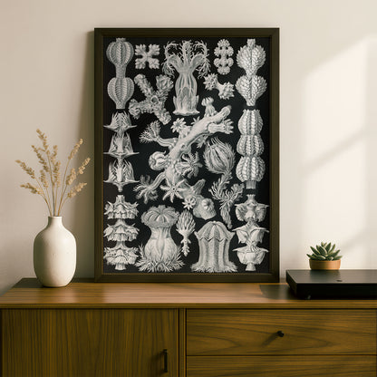 Ernst Haeckel Art Print | Plate 39: Gorgonia | Quality Vintage Wall Art Poster