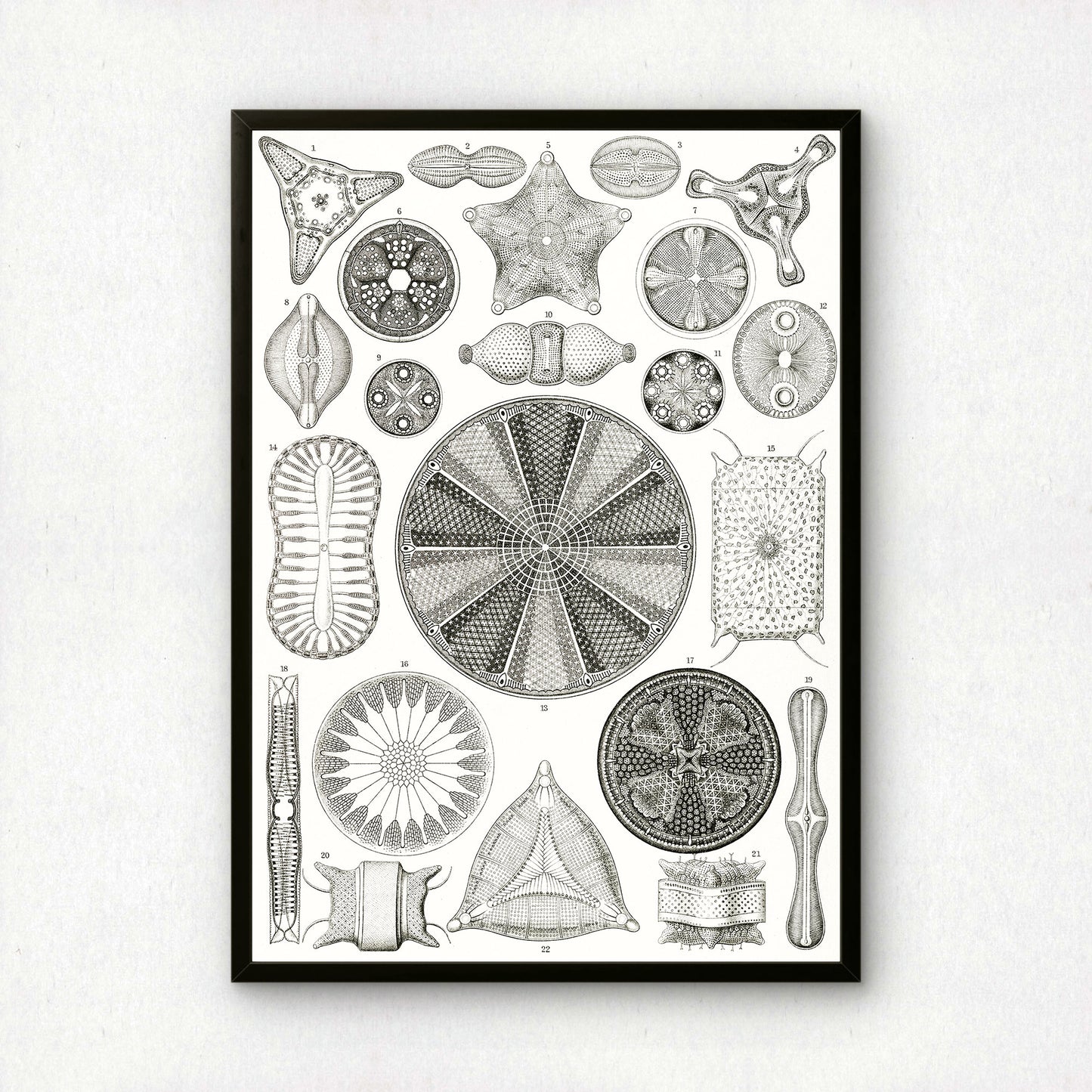 Ernst Haeckel Art Print | Plate 4: Triceratium | Vintage Wall Art Poster