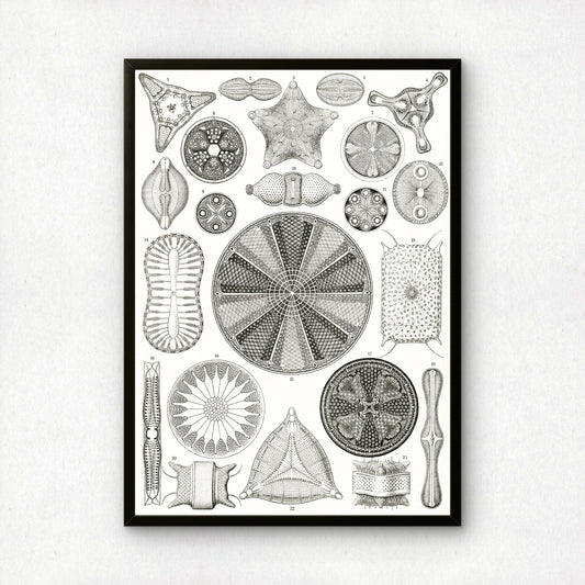 Ernst Haeckel Art Print | Plate 4: Triceratium | Vintage Wall Art Poster