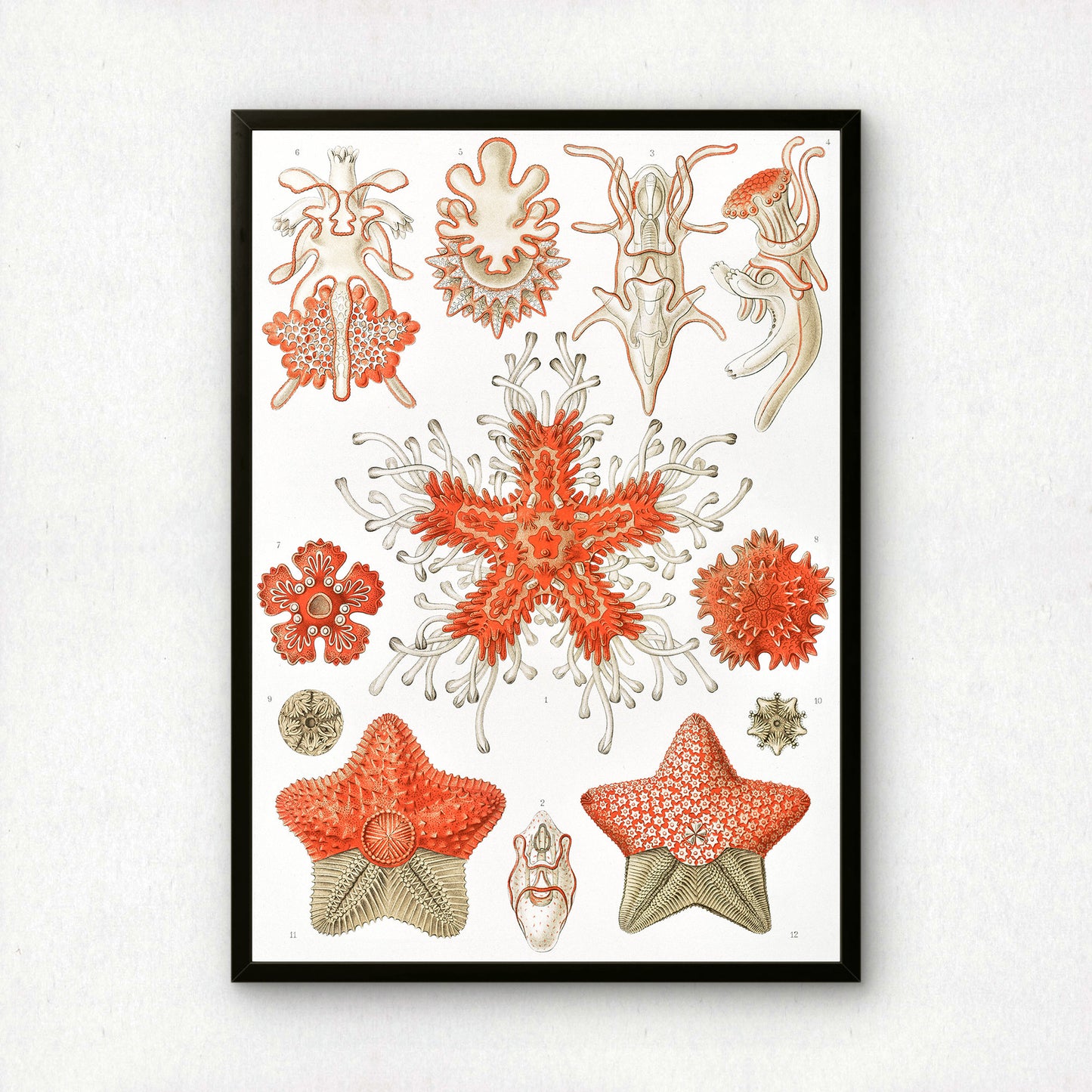 Ernst Haeckel Art Print | Plate 40: Asterias | Quality Vintage Wall Art Poster