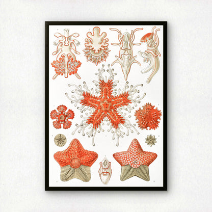 Ernst Haeckel Art Print | Plate 40: Asterias | Quality Vintage Wall Art Poster