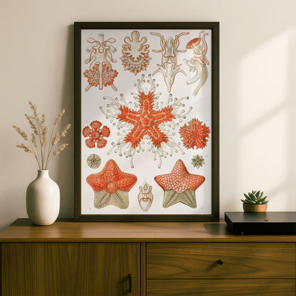 Ernst Haeckel Art Print | Plate 40: Asterias | Quality Vintage Wall Art Poster