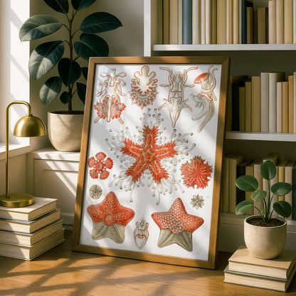 Ernst Haeckel Art Print | Plate 40: Asterias | Quality Vintage Wall Art Poster