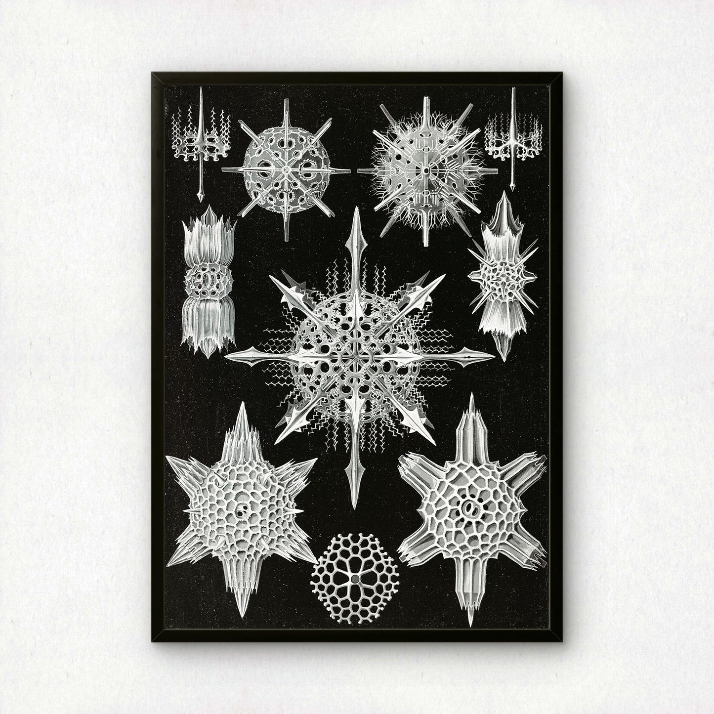 Ernst Haeckel Art Print | Plate 41: Dorataspis | Vintage Wall Art Poster