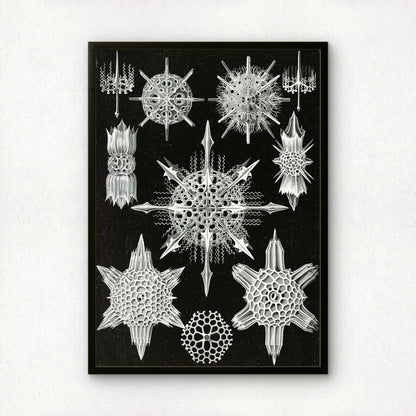 Ernst Haeckel Art Print | Plate 41: Dorataspis | Vintage Wall Art Poster