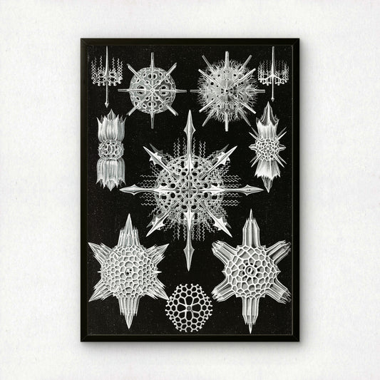 Ernst Haeckel Art Print | Plate 41: Dorataspis | Vintage Wall Art Poster