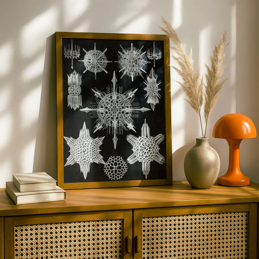 Ernst Haeckel Art Print | Plate 41: Dorataspis | Vintage Wall Art Poster