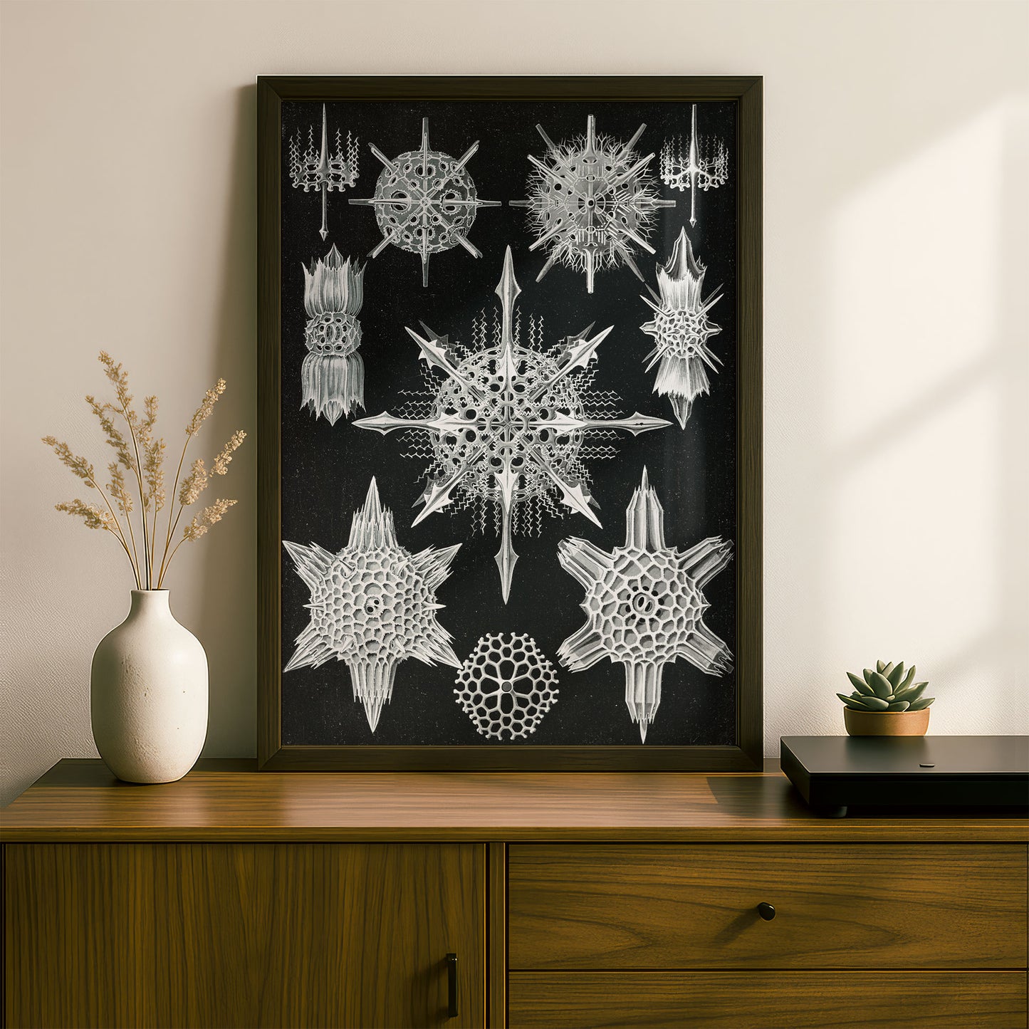 Ernst Haeckel Art Print | Plate 41: Dorataspis | Vintage Wall Art Poster