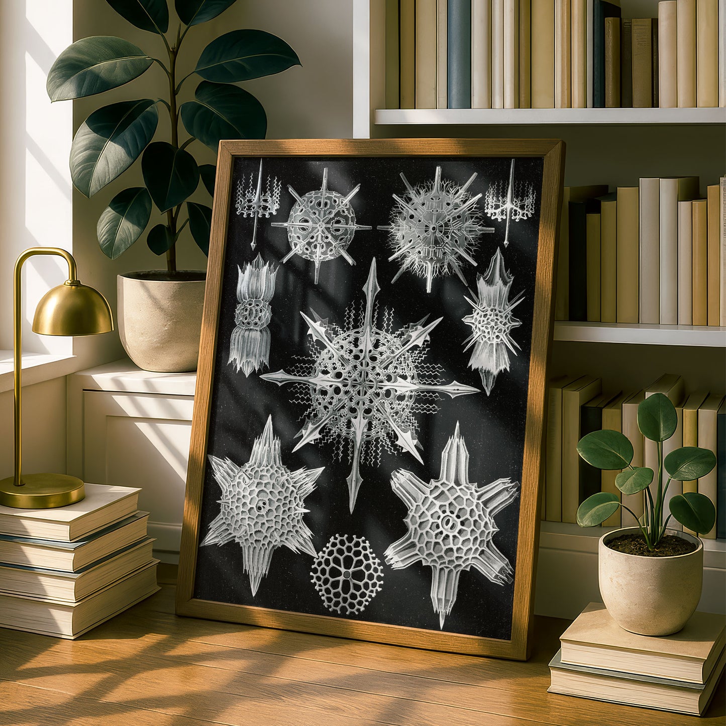 Ernst Haeckel Art Print | Plate 41: Dorataspis | Vintage Wall Art Poster