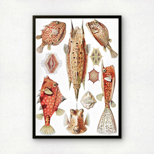 Ernst Haeckel Art Print | Plate 42: Ostracion | Vintage Wall Art Poster