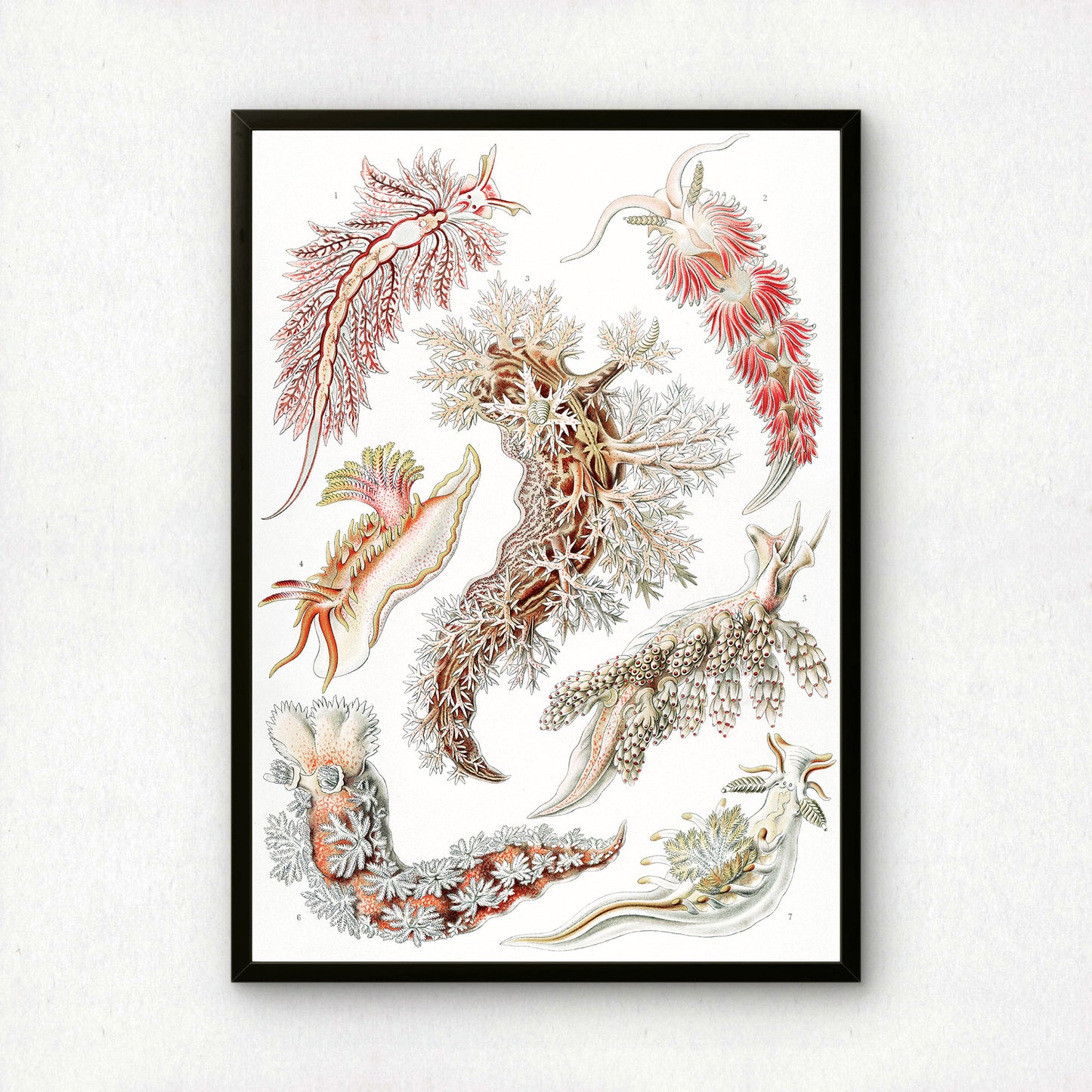 Ernst Haeckel Art Print | Plate 43: Aeolis | Quality Vintage Wall Art Poster