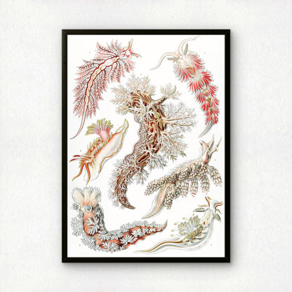 Ernst Haeckel Art Print | Plate 43: Aeolis | Quality Vintage Wall Art Poster