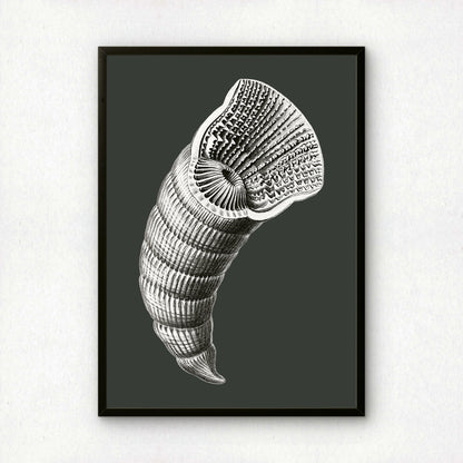 Ernst Haeckel Remixed Art Print 43 | Modern Design | Geometric Wall Art