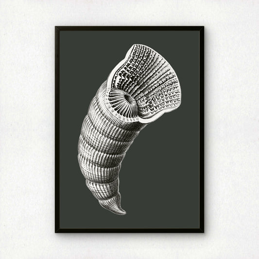 Ernst Haeckel Remixed Art Print 43 | Modern Design | Geometric Wall Art