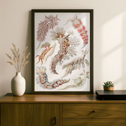 Ernst Haeckel Art Print | Plate 43: Aeolis | Quality Vintage Wall Art Poster