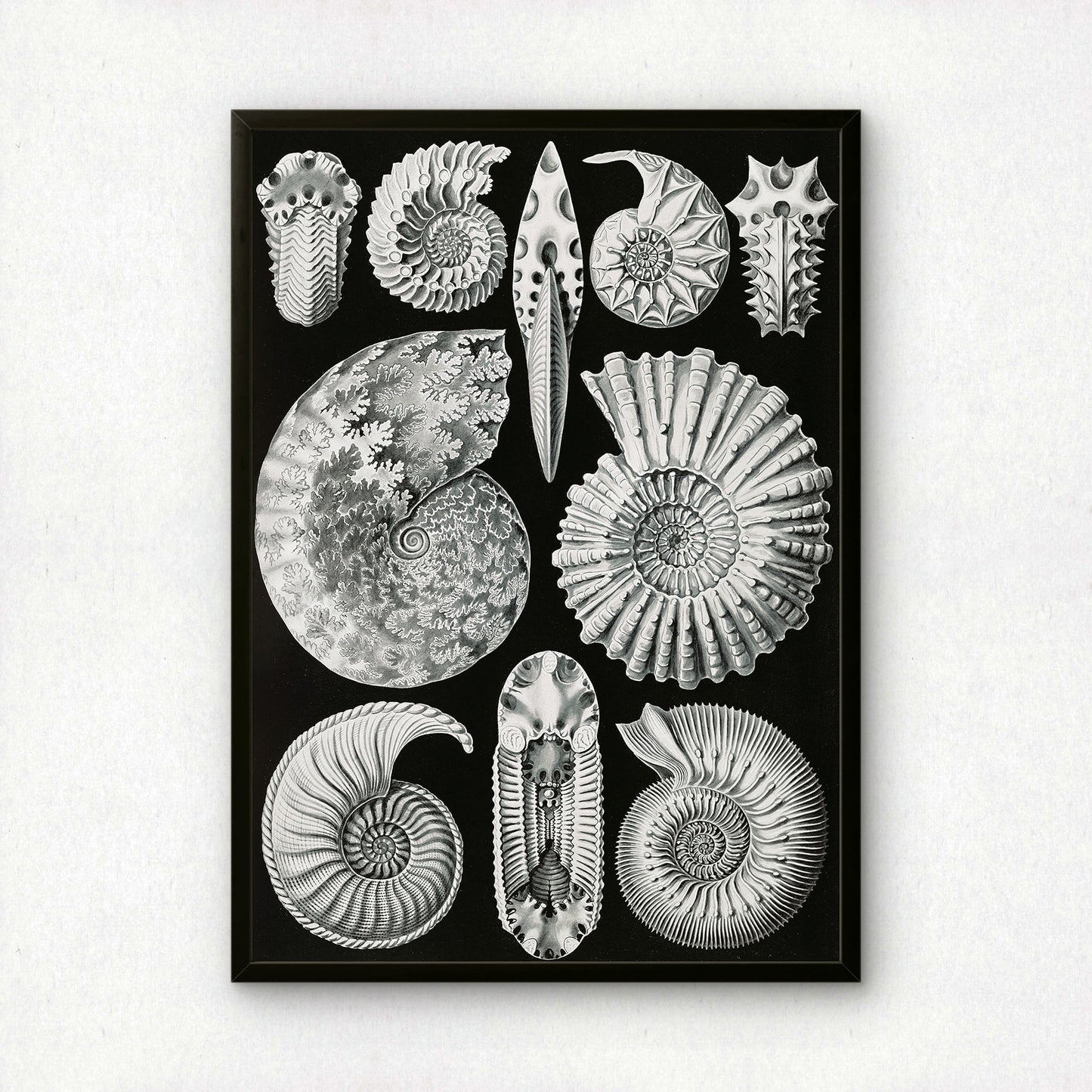 Ernst Haeckel Art Print | Plate 44: Ammonites | Quality Vintage Wall Art Poster