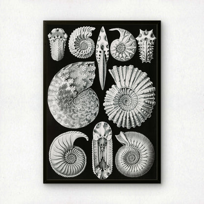 Ernst Haeckel Art Print | Plate 44: Ammonites | Quality Vintage Wall Art Poster