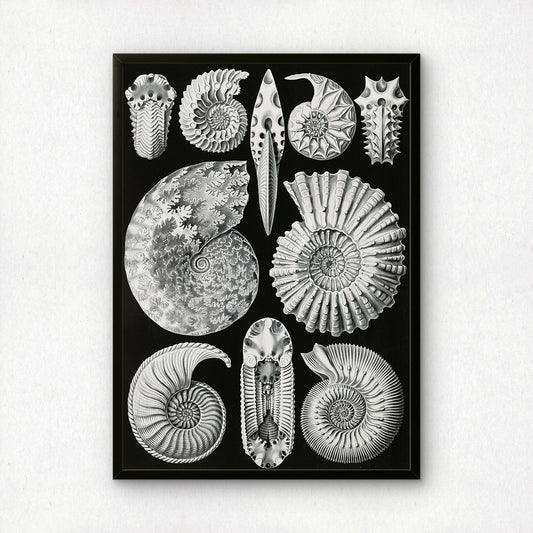 Ernst Haeckel Art Print | Plate 44: Ammonites | Quality Vintage Wall Art Poster