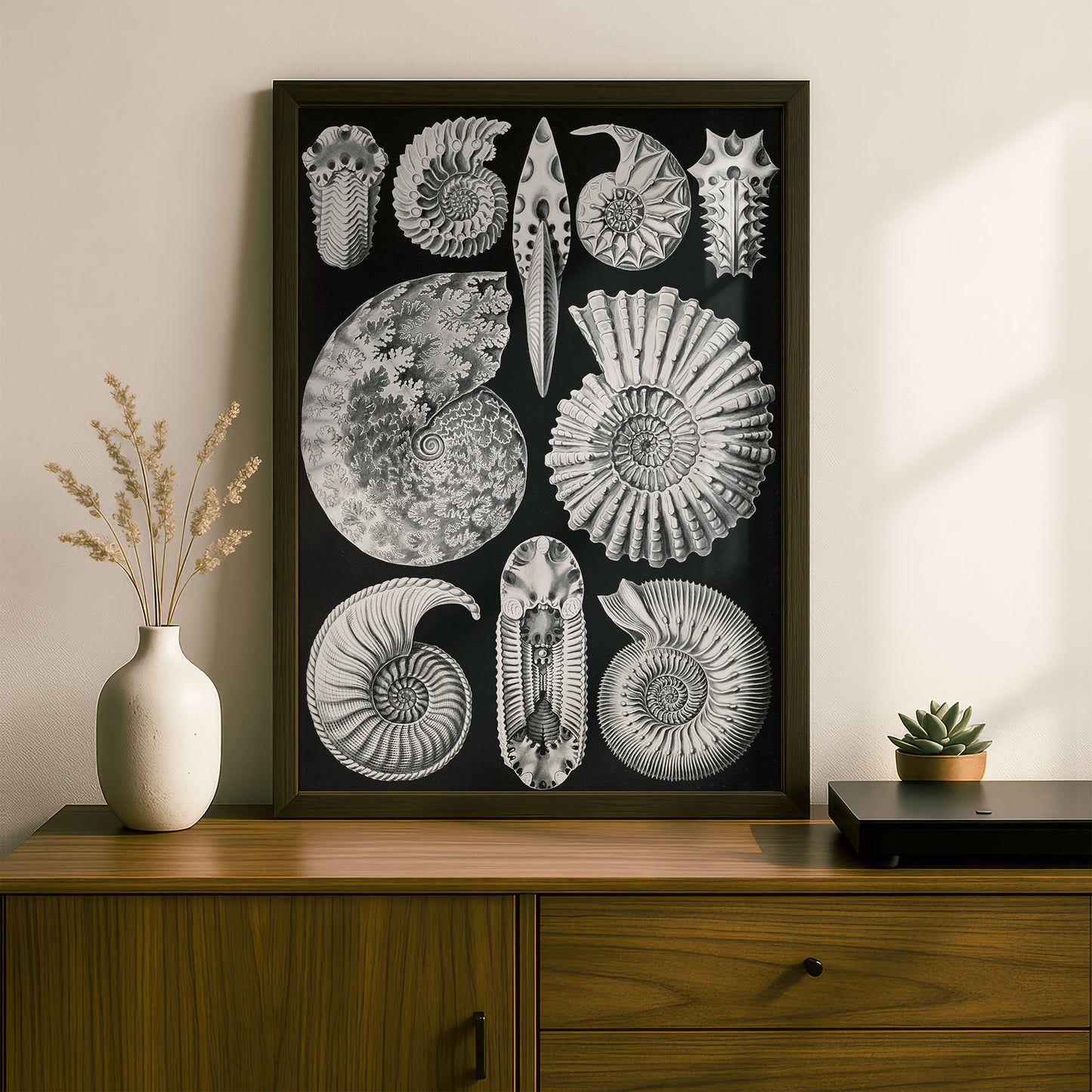 Ernst Haeckel Art Print | Plate 44: Ammonites | Quality Vintage Wall Art Poster