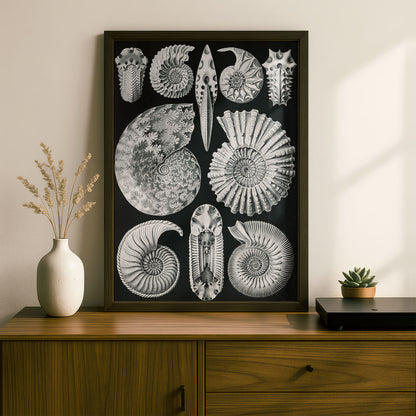 Ernst Haeckel Art Print | Plate 44: Ammonites | Quality Vintage Wall Art Poster